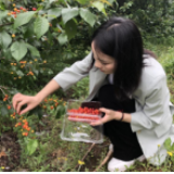 冷水滩：又到樱桃成熟季 体验采摘正当时