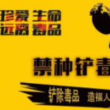 冷水滩区伊塘镇开展禁种铲毒专项活动