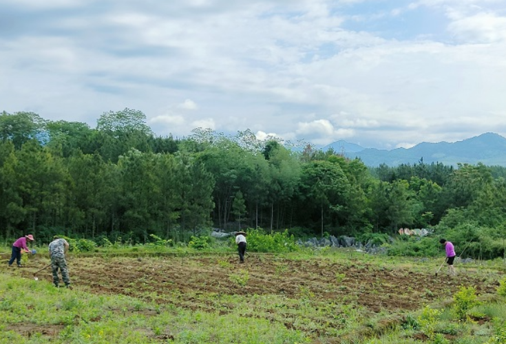 冷水滩：遏制耕地“非粮化”  确保良田“粮”用