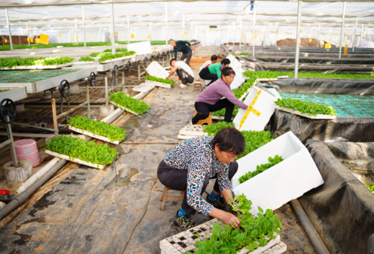 冷水滩：抓好秋冬蔬菜生产 保障市民“菜篮子”