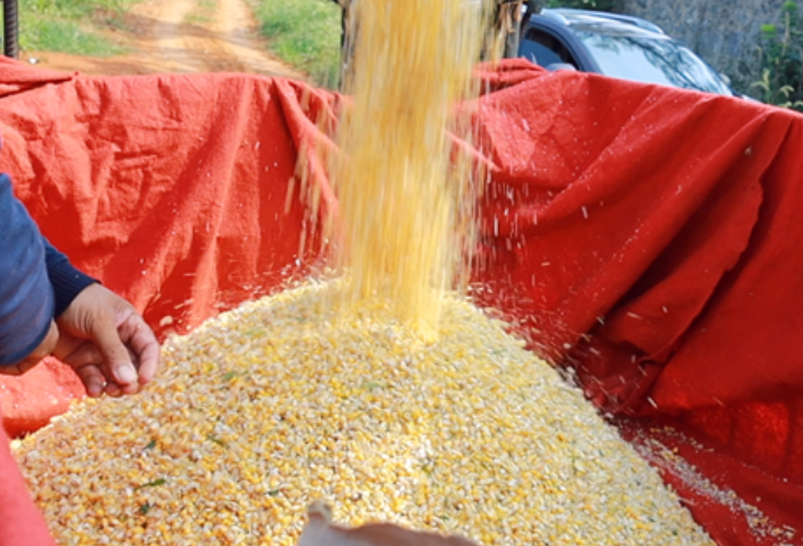 冷水滩：玉米套种大豆 一地实现双丰收