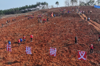 新春添新绿！冷水滩干部群众参加义务植树活动
