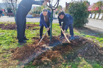 冷水滩区政协开展义务植树活动