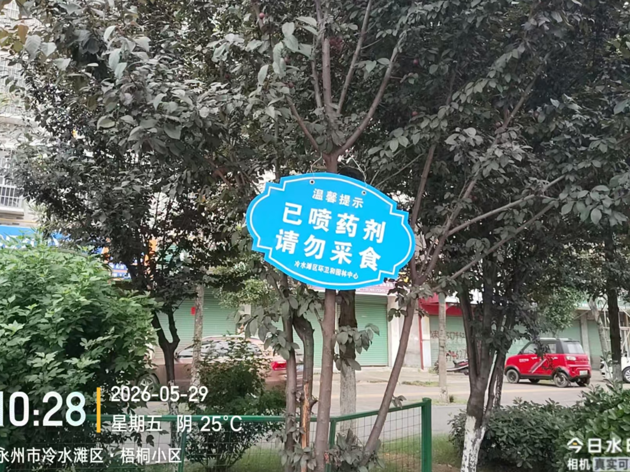 注意！冷水滩城区绿化带已全面消杀 路边果千万别摘
