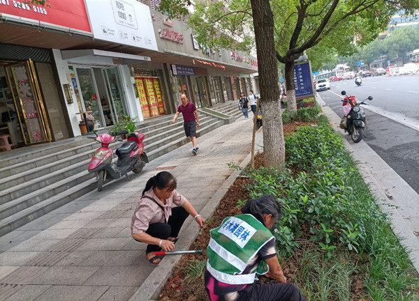 园林工人为双洲路绿化带种植麦冬草_副本.jpg