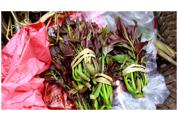 美永州丨冷水滩：野菜上市迎来“舌尖上的春天”