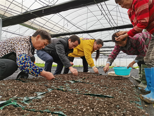确保蔬菜生产稳定5.jpg