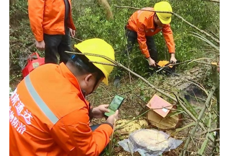 冷水滩：防治松材线虫病 保卫绿色风景线