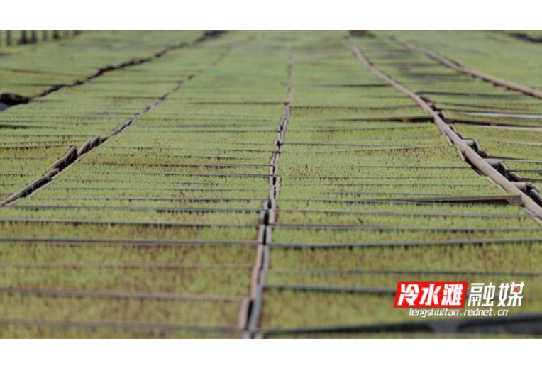 冷水滩：“工厂化”育秧助早稻丰产