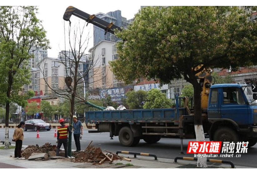 冷水滩：道路“焕”新颜 城市添新绿