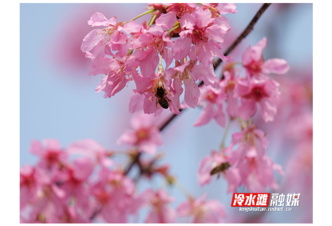 组图丨冷水滩：春暖花开时 蜜蜂采蜜忙