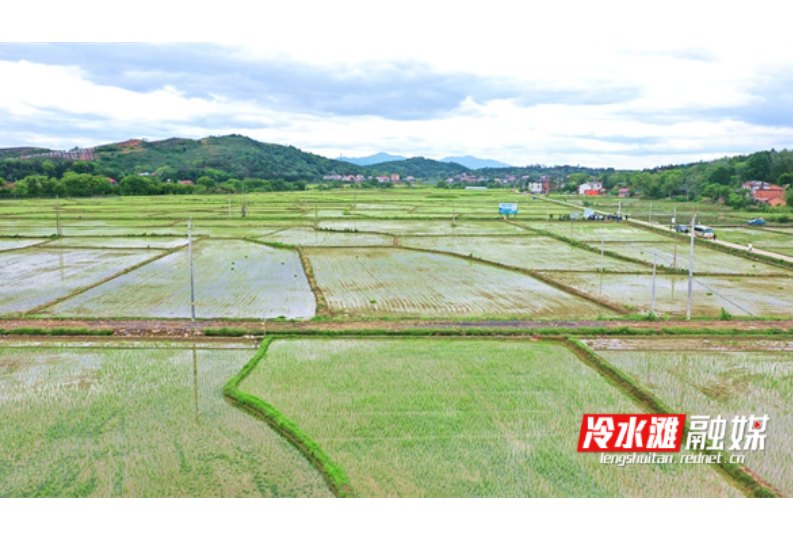 筑牢粮食生产根基 冷水滩区全面落实耕地保护