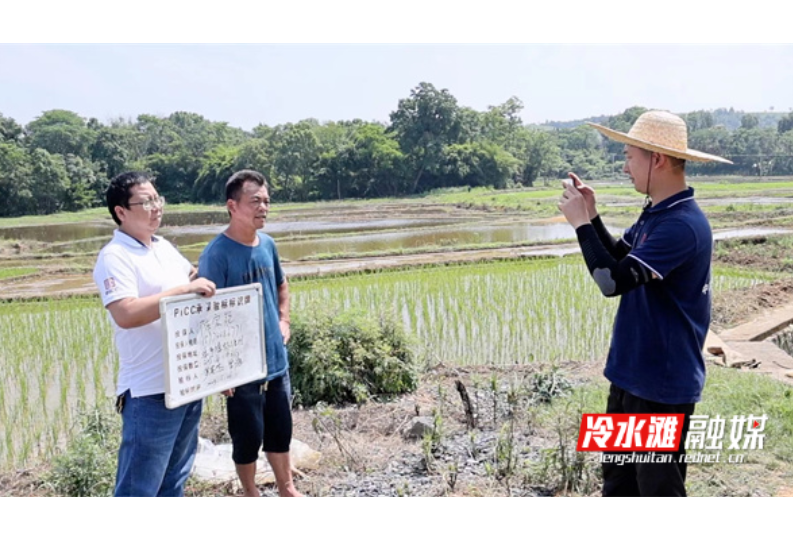 冷水滩：助力农业生产 发挥保险“稳定器”作用