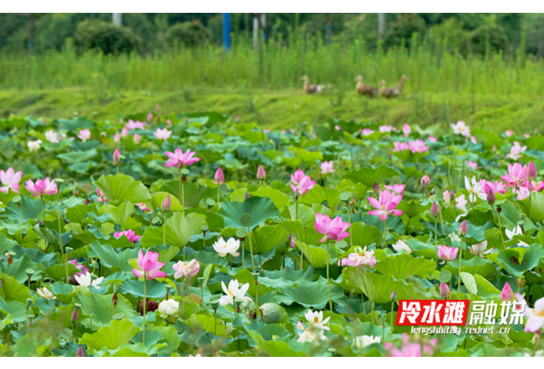 冷水滩：荷花盛开夏意浓（组图）