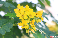 永州冷水滩：深秋时节 黄槐花开