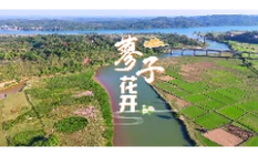 视频丨晚秋蓼花开 乡村生态美