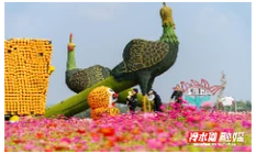 永州冷水滩：秋高气爽 畅游花海