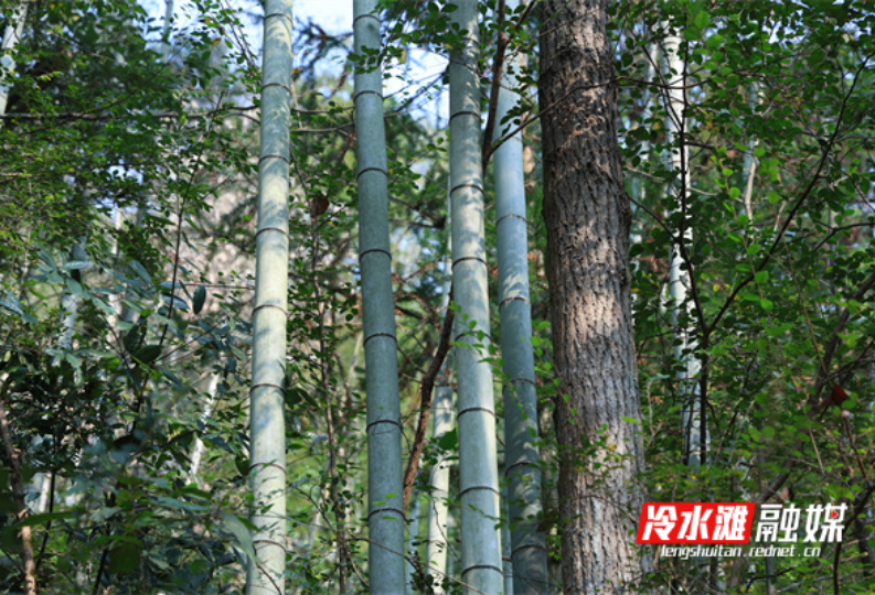 永州冷水滩：铆“竹”干劲 打造绿色经济新引擎