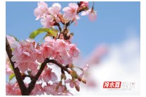 永州冷水滩：樱花怒放迎春来