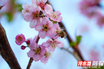 永州冷水滩：樱花盛开引蜂来