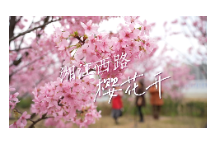永州十场花事 丨冷水滩区湘江西路道路两旁的樱花，开了！