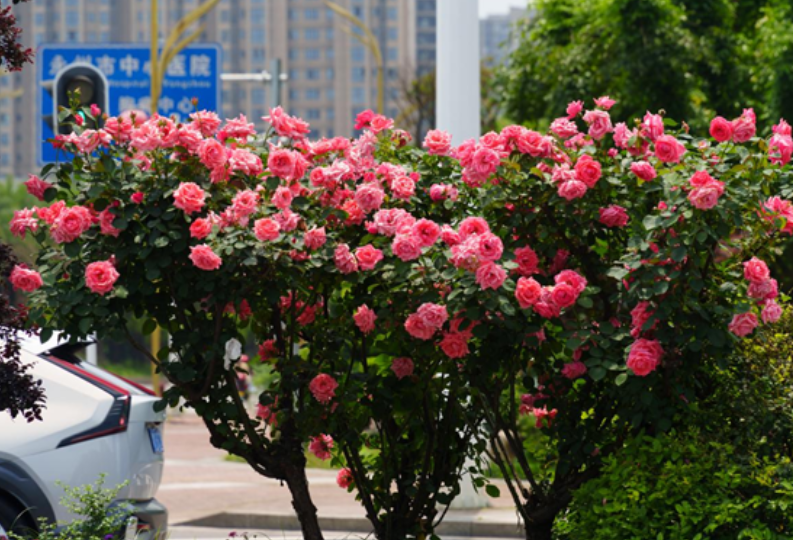 冷水滩：月季盛放 一路繁花