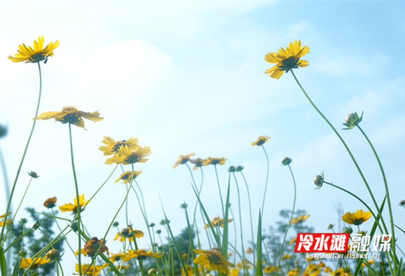 冷水滩：立夏时节 金鸡菊开（组图）