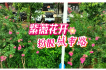 视频丨紫薇花开 扮靓城市路