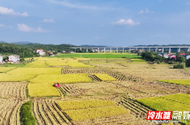 永州冷水滩：金秋田野好“丰”光