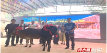 为家乡永州接“福”！李雨儿拍下“胜利之牛”落户龙江桥