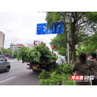 冷水滩区：为城区行道树“理发清障” 守护市民“头顶安全”