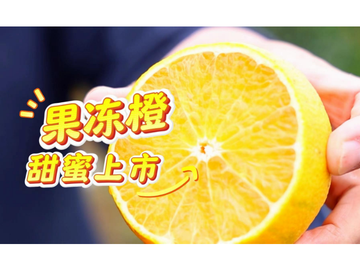 视频丨冷水滩：果冻橙甜蜜上市