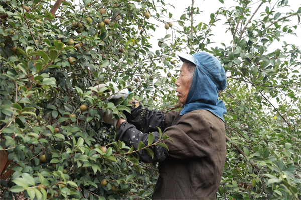 图片C21.png 图片C21.png