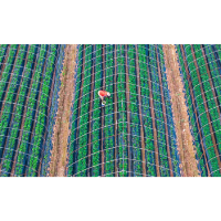 冷水滩:草莓产业助农稳增收