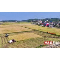 永州冷水滩农技专家护航晚稻机收颗粒归仓