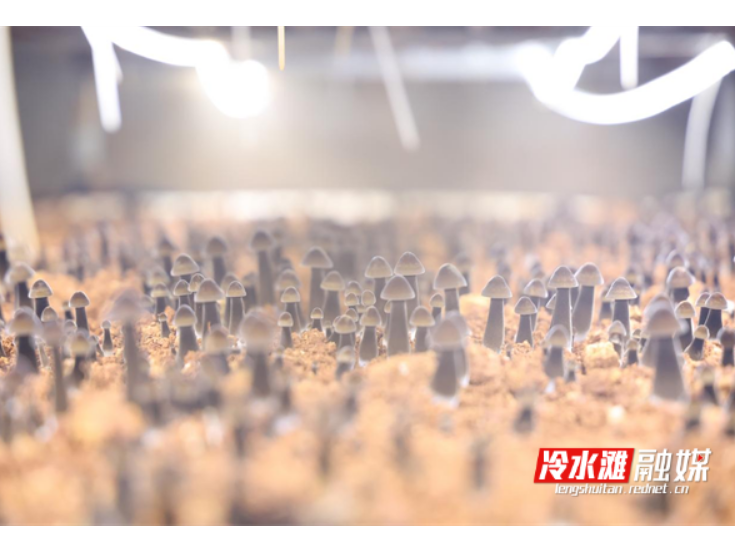 永州冷水滩：培育黑皮鸡枞菌 村民家门口增收