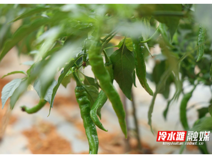 永州冷水滩：冬日辣椒错峰上市促农增收
