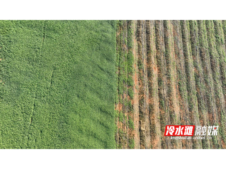 永州冷水滩：菜薹抢鲜上市 “一菜两收”促增收