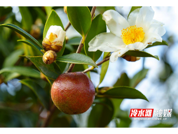 永州冷水滩29万亩油茶迎集中采收