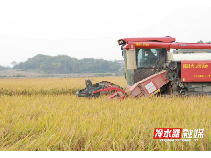 永州冷水滩：晚稻收割忙 遍地金黄粮满仓