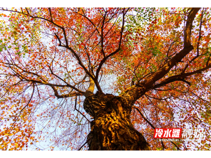 永州：又是一年乌桕红 冬日里的限定美景