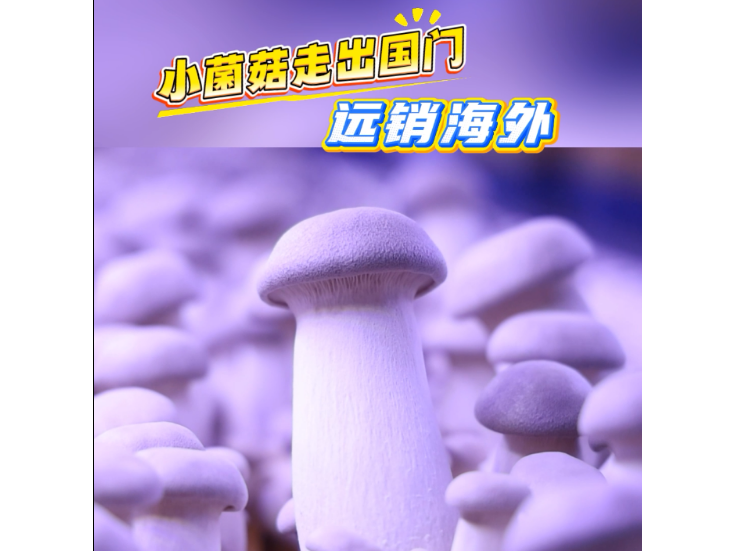 视频丨冷水滩：小菌菇走出国门 远销海外