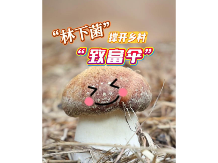 视频丨冷水滩：“林下菌”撑开乡村致富伞