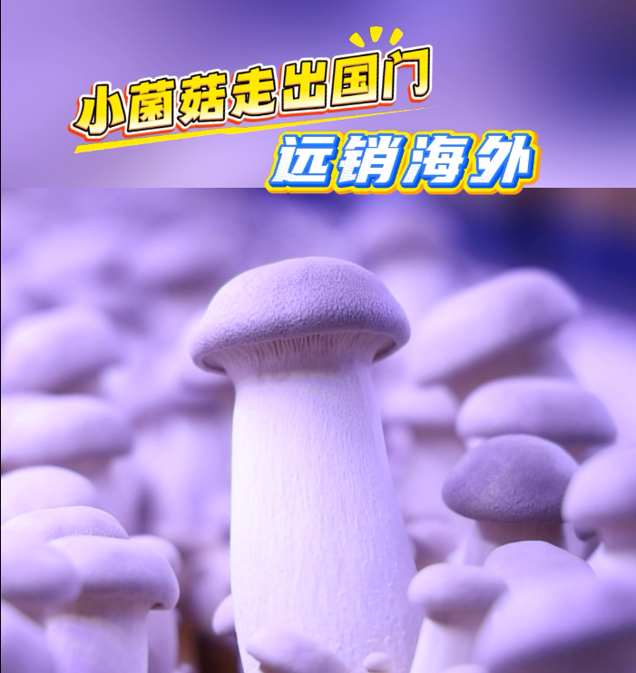 小菌菇走出国门 远销海外