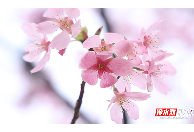 组图｜江畔踏青赏樱 乐享春日时光