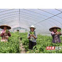 永州冷水滩：小辣椒结出村民“致富果”