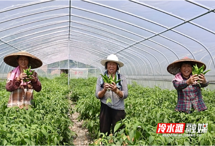 永州冷水滩：小辣椒结出村民“致富果”