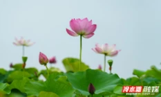 永州冷水滩：夏日荷韵浓