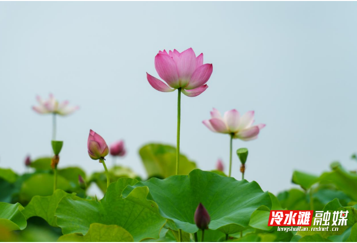 永州冷水滩：夏日荷韵浓（组图）