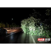 冷水滩区公路建设养护中心：及时处置倒伏路树 确保道路安全畅通